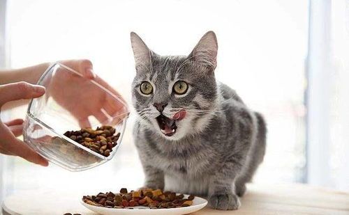 哺乳期猫咪饮食:营养均衡,优质猫粮为主。