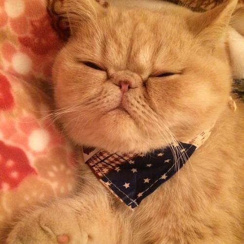 春天临近 宠物猫打疫苗需要注意以下七个方面！