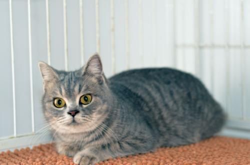 春天临近 宠物猫打疫苗需要注意以下七个方面！