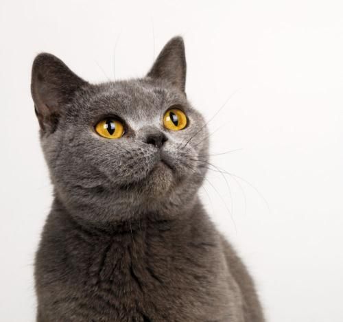 春天临近 宠物猫打疫苗需要注意以下七个方面！