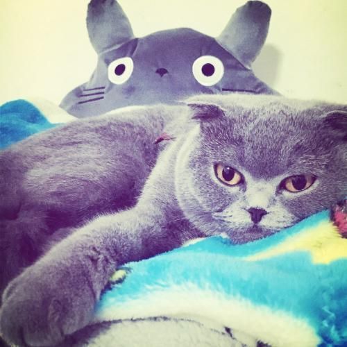 春天临近 宠物猫打疫苗需要注意以下七个方面！