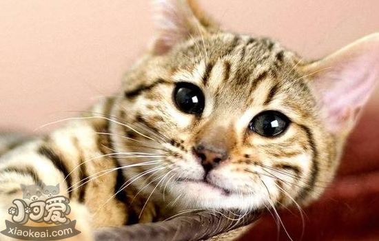 小猫需要打哪些疫苗 看这一篇就够了