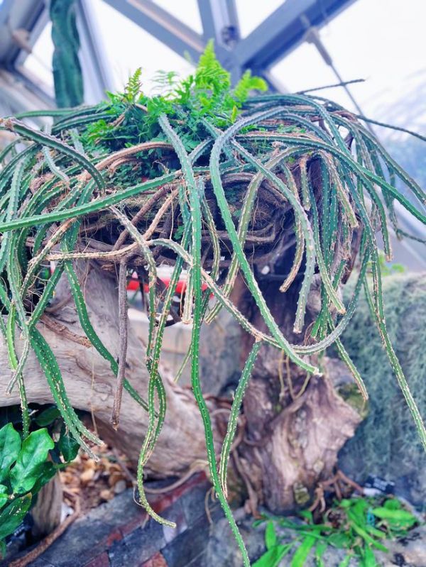 大花蛇鞭柱。 辰山植物园供图