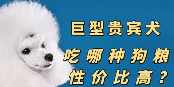 贵宾犬的日常饮食需求（探寻贵宾犬每日狗粮喂食标准）