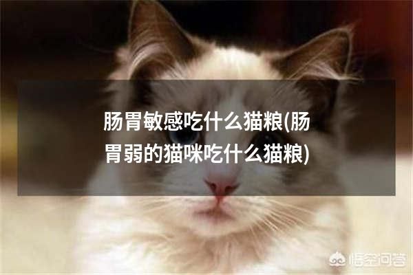肠胃敏感吃什么猫粮(肠胃弱的猫咪吃什么猫粮)