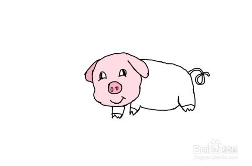 怎么画儿童彩色简笔画卡通动物小猪