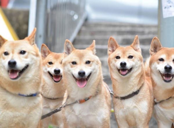 柴犬