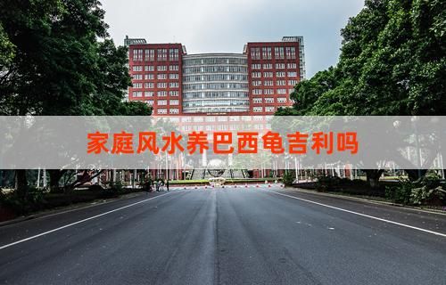 家庭风水养巴西龟吉利吗