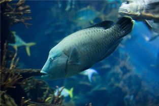海水观赏鱼养法解:新手必看攻略