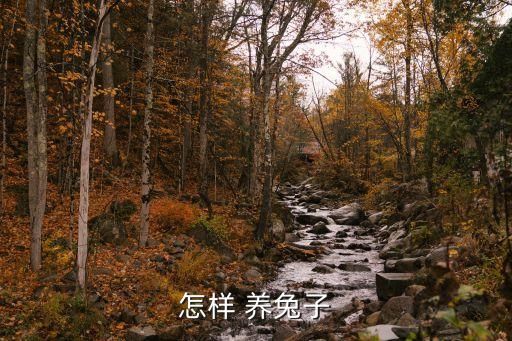 怎样 养兔子