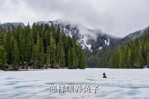 怎样喂养兔子