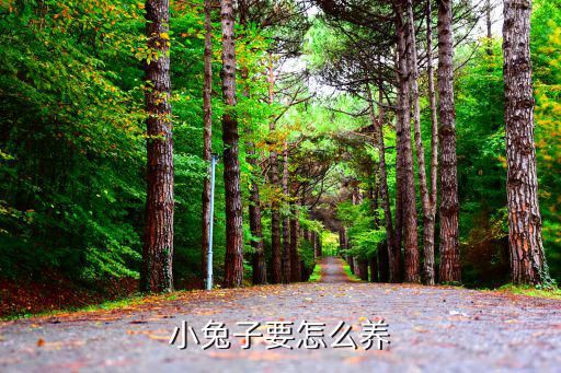 小兔子要怎么养