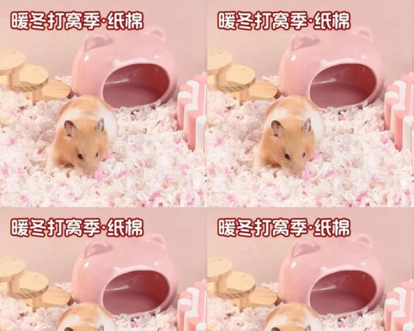 为什么仓鼠需要木屑作为床垫？（探讨仓鼠床垫选择的重要性及木屑的好处）