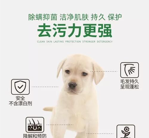 狗狗消毒，保护它的健康（选择合适的方法和产品是关键）
