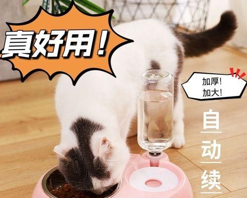 选择适合狗狗的饭碗，给宠物健康的饮食（不同品种的狗需要不同的饭碗）