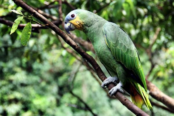 Tipos de loros - Loro amazona o guaro (Amazona amazonica)