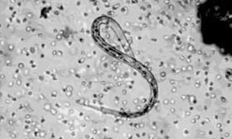 宠物拉稀、流鼻涕、眼泪,主人速查健康指南