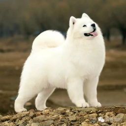 幼犬需狗粮补充营养,三个月大仍需正常。
