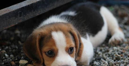 如何科学喂养新生幼犬？（关注幼犬营养需求，打造健康宠物生活）