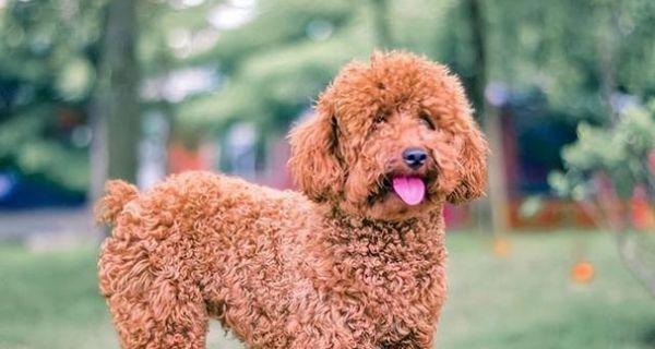 如何科学喂养新生幼犬？（关注幼犬营养需求，打造健康宠物生活）