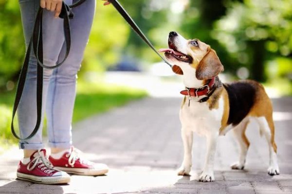 信誉佳，效率高 武汉江夏承接各种宠物犬不良行为矫正 