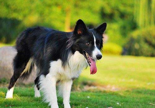 信誉佳，效率高 武汉江夏承接各种宠物犬不良行为矫正 