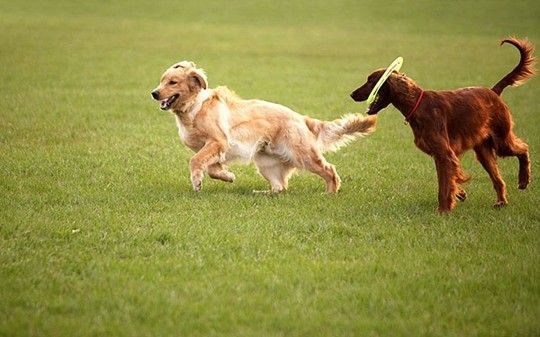 信誉佳，效率高 武汉江夏承接各种宠物犬不良行为矫正 