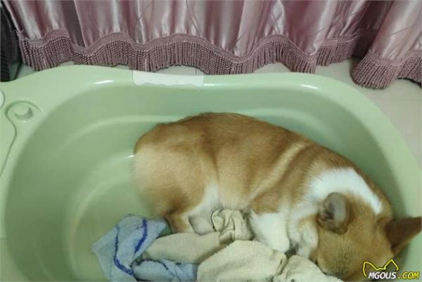 闷在家里很无聊？教你和狗狗一起玩游戏
