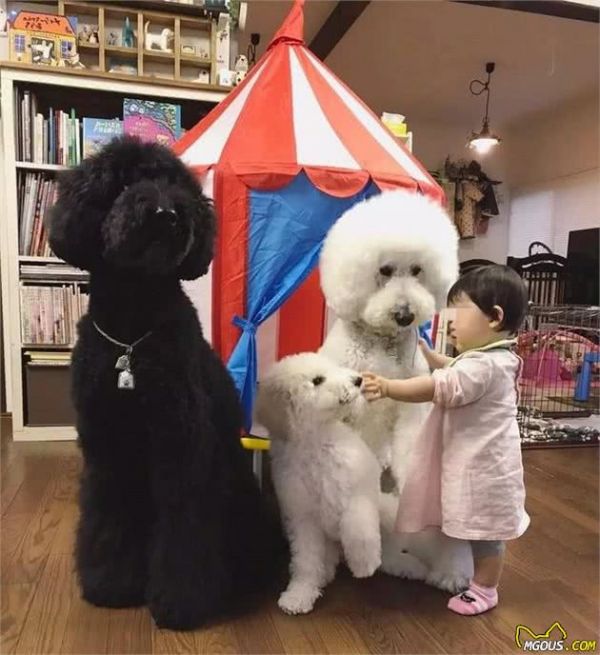 闷在家里很无聊？教你和狗狗一起玩游戏