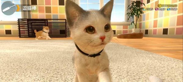 与宠物狗狗在家玩的15个游戏（让宠物狗狗开心的互动游戏）