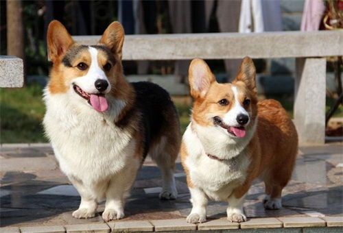 柯基犬萌态爆表:可爱小狗照集锦,宠物爱好者必看!