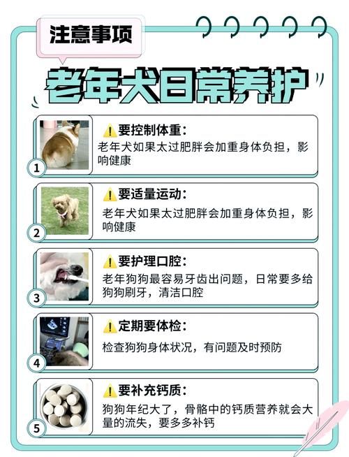 老年的狗狗如何养