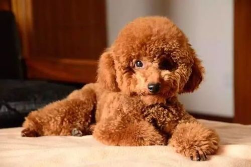 泰迪孕狗拒食狗粮?调整食谱促健康!