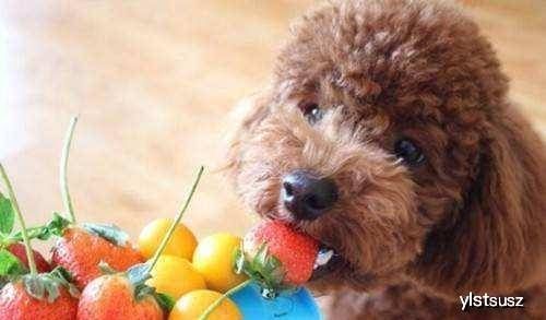 泰迪孕狗拒食狗粮?调整食谱促健康!
