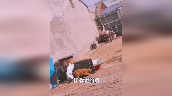 搞笑视频，专治不开心，我要让全世界知道我很低调！