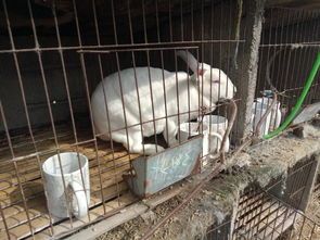 新手养兔子应选择什么品种
