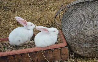 新手应该养什么品种宠物兔