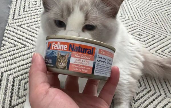 猫咪主食罐头推荐：为什么K9是科学喂养的优选方案