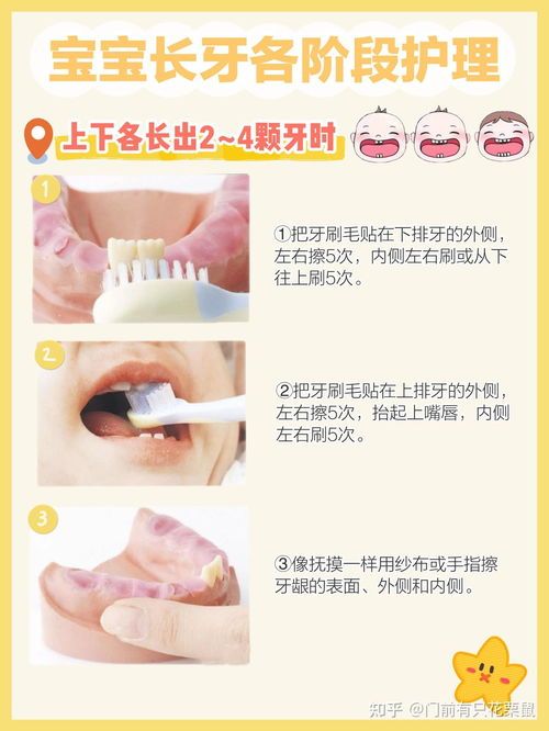 宠物牙齿分类与护理指南