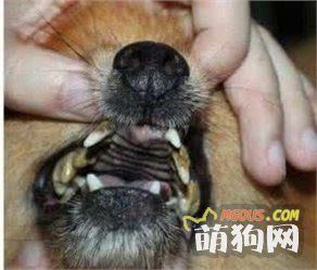 原来狗狗很容易患这些疾病，你们都知道吗？
