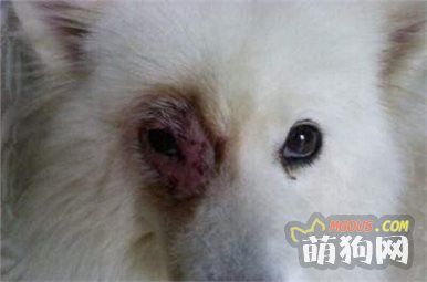原来狗狗很容易患这些疾病，你们都知道吗？