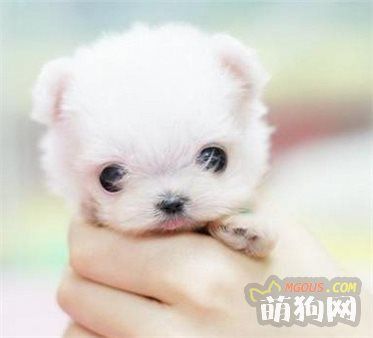 原来狗狗很容易患这些疾病，你们都知道吗？