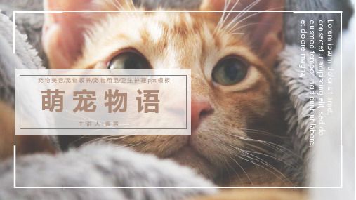 可爱宠物萌宠风格ppt模版