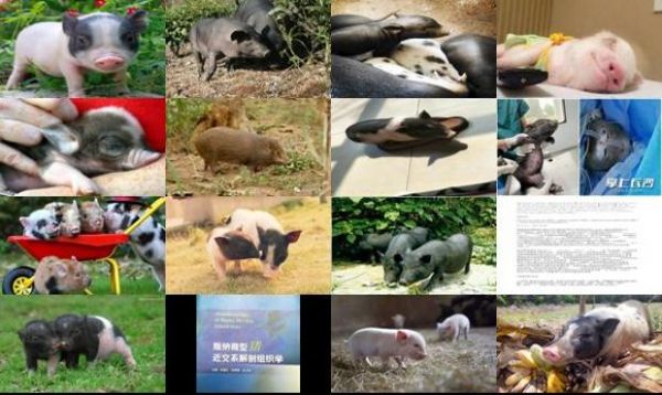 版纳微型猪