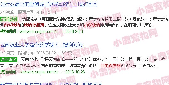 版纳微型猪