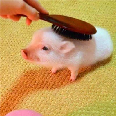 真实可爱猪高清 微信真实猪头大全头像图片