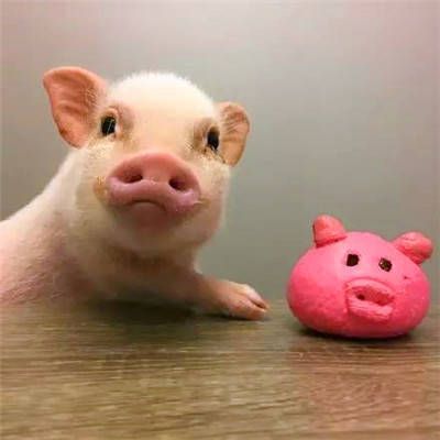真实可爱猪高清 微信真实猪头大全头像图片