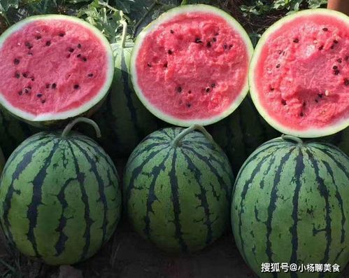 如何挑选性价比高的中型宠物鸟，轻松养宠不花大钱！