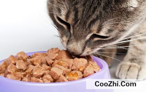 如何给猫咪选择一款合适的猫粮
