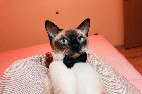 顶级猫咪配饰都有哪些呢?
